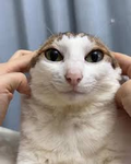 akatsukilol