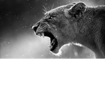 AWESOME SUASE