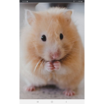Hamster house amazing