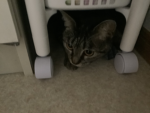 ニャンダフル
