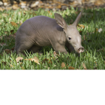 Aardvarks rule