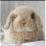 The bunos