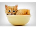 The GoldieCats