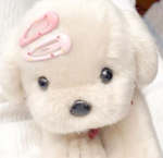 Softy’s love