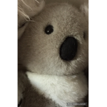Koala-squad!!!