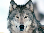 Thunder wolf clan marine corp
