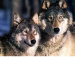 Raised By Wolves Fan Group