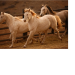 pony forever