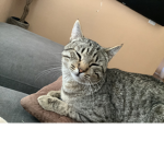 My cat Lucas