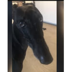 Cringe dog