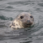 soviet seals