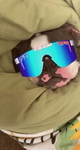 Rex_1