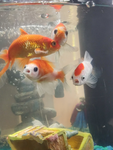 fish memorial group <3