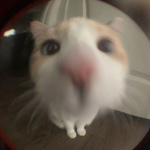 Skunkz*