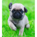 Baby Pugz = Awsome