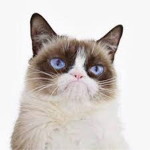 Grumpy Cat Clothing
