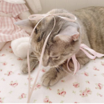 cat mint
