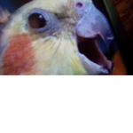 Alex The Honking Bird Fan Group