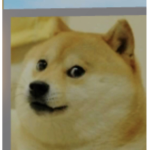 The Insane Doge Community