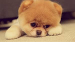 Dog Studio's!