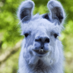 Llama Fangroup