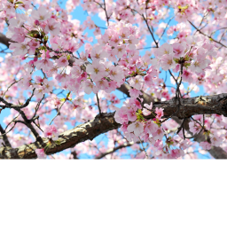 Blossom Cafe