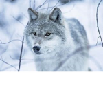 palion wojan