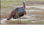 the land of turkeys