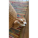 Corgi love group!!