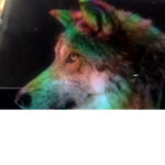 wolf fan group for young doggos