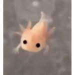 Axolotl_freunde