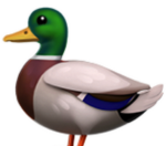 (-Duck Club-)
