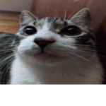 Cat Studioz