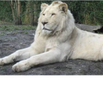 Lion white