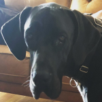 -Dog-