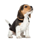 Les fans de Bébé chiots