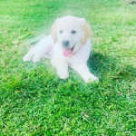 The puppy’s are the cutest