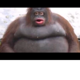 monke
