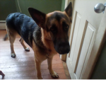 Dogs are cute!!!!!!!!!
