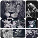 ~ Le Groupe des Félin ~ Group Thumbnail