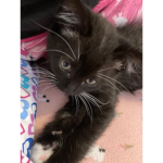 Kittens are so amazing!!!!