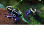 FROAKIES