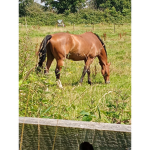 horse group forever
