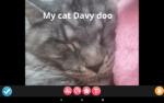 Kitten fun for every one