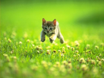 whimsical and serene kitties