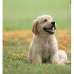 Roblox money for pets