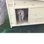 Rex the Maltese dog