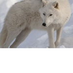 Join if you love wolves and would like to join