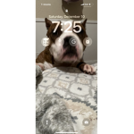Dog’s like goods
