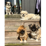 doggoscute